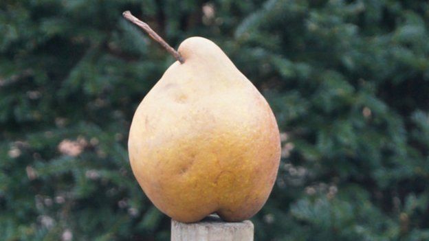 Old Warden Pear