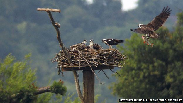 Nesting ospreys