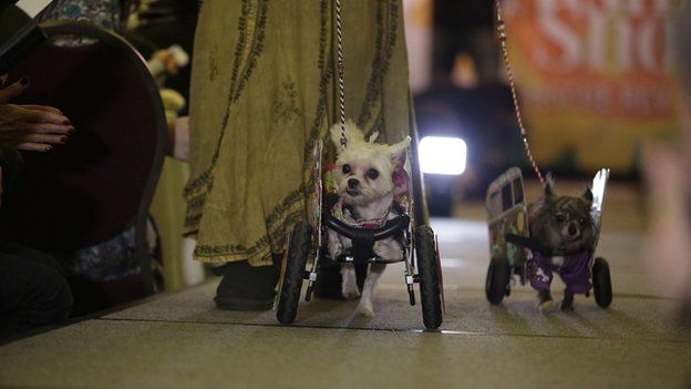 New York pet fashion show: Diva dogs in amazing costumes - BBC Newsround