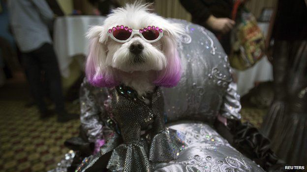 Dogs walk the catwalk (yes really) at New York Fashion - BBC News