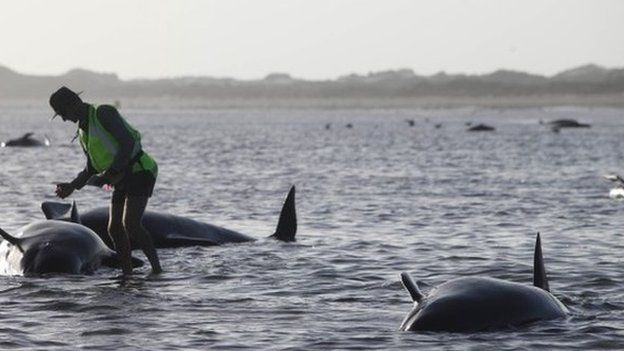 A Department of Conservation worker tends to a whale stranded on Farewell Spit, a famous spot for whale beachings, in Golden Bay on New Zealand's South Island, Friday Feb. 13, 2015