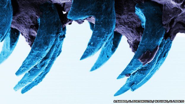 limpet teeth