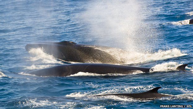 fin whales exhaling