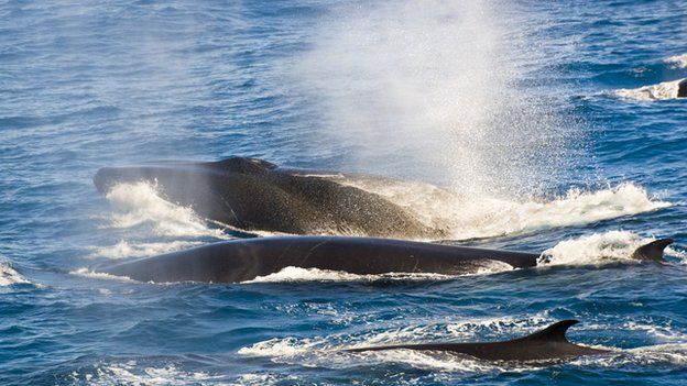 fin whales exhaling