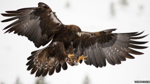 Golden eagle