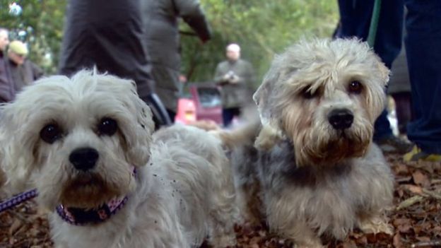 'Kiss of life' hope for rare Dandie Dinmont terrier breed - BBC News