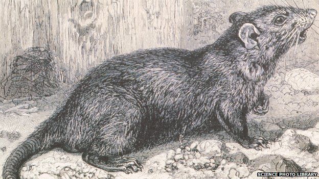 Gerbils Replace Rats As Main Cause Of Black Death c News