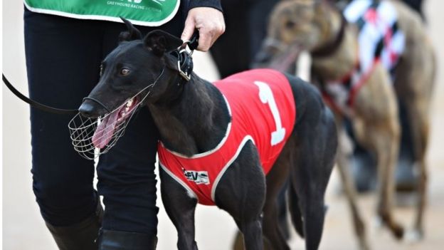 Australia: NSW Bans Greyhound Racing After Scandal - BBC News