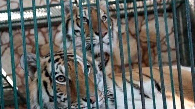 Tigers in a cage at the Club de los Animalitos