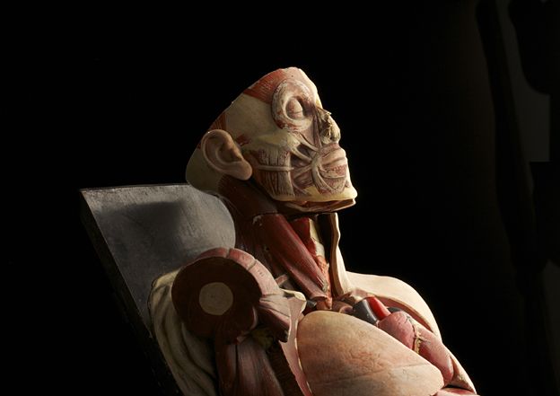 Old anatomy model - by Anthony Edwards