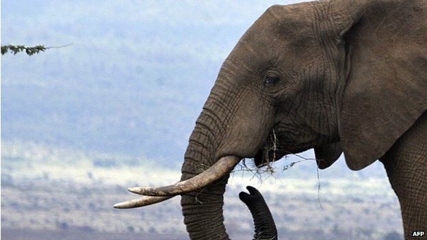 Photo taken on November 18, 2010 shows a male elephant grazing at the Lewa Wildlife Conservancy, based in Isiolo, where Britain's Prince William and his girlfriend Kate Middleton were staying before the engagement while on holiday in Kenya last month.