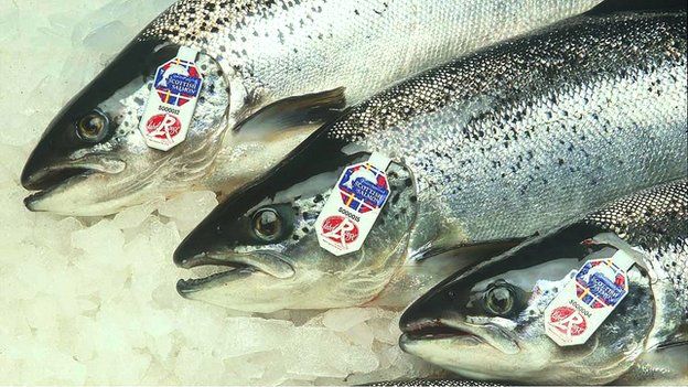 Scottish Salmon Exports Reach Record Value In First Half Of 2017 - BBC News