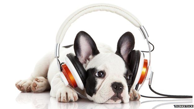 A puppy mournfully listens to headphones