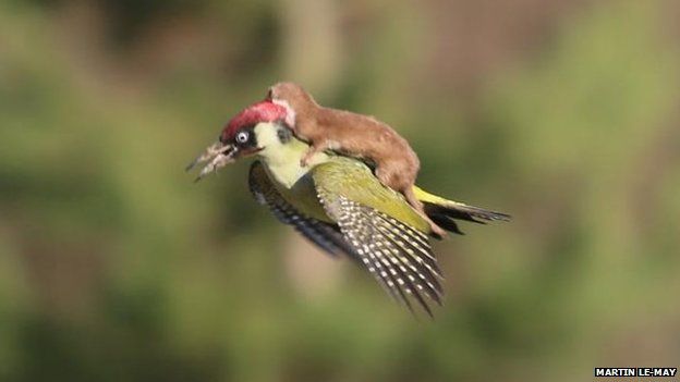 Weasel takes a ride on a bird