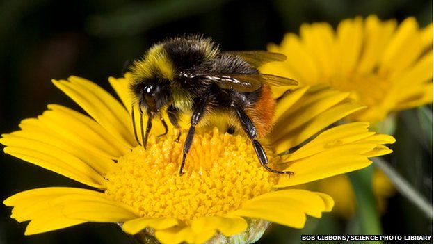 Bumblebees are declining in the UK