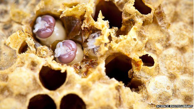Mites are a major threat to honeybees