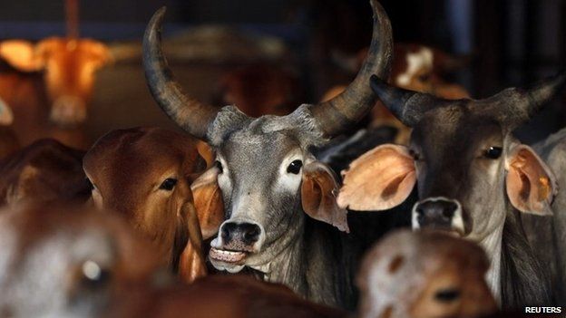 Rescued cattle are seen at a "goushala", or cow shelter, run by Bharatiya Gou Rakshan Parishad, an arm of the Hindu nationalist group Vishwa Hindu Parishad (VHP), at Aangaon village in the western Indian state of Maharashtra February 20, 2015.