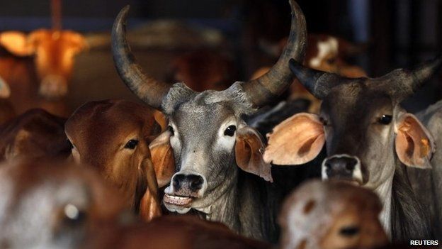 where-in-india-can-you-get-beef-bbc-news