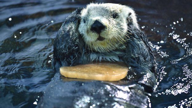 Sea Otter looking cute