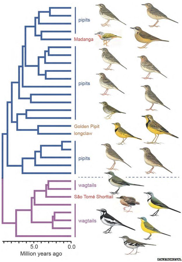 Relationship of the pipit and wagtail family (Motacillidae), including the madanga and Sao Tome shorttail (Image: Per Alstrom et al)