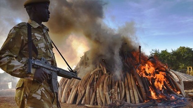 A Kenya Wildlife Service security officer stands near a burning pile of 15 tonnes of elephant ivory seized in Kenya at Nairobi National Park - 3 March 2015.