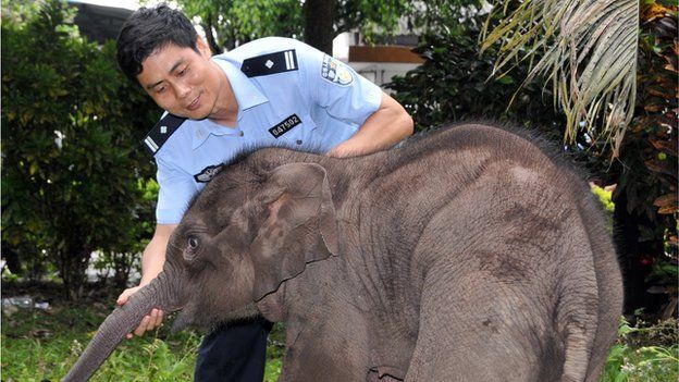 Chang Zongbo spends time with an elephant calf
