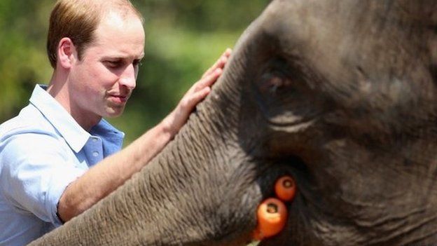 Prince William meets a rescued elephant called "Ran Ran" at the Xishuangbanna Elephant Sanctuary