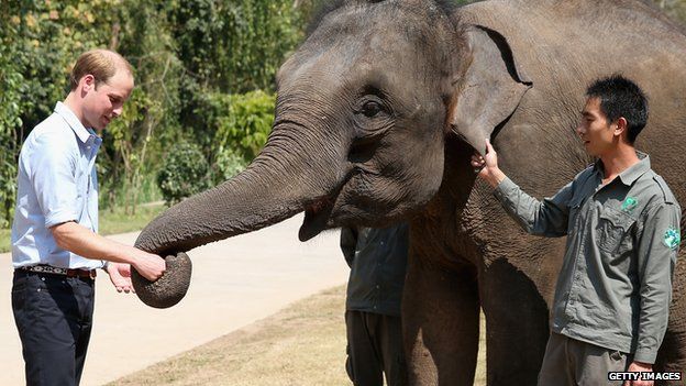 Prince William meets a rescued elephant called "Ran Ran" at the Xishuangbanna Elephant Sanctuary on 4 March, 2015