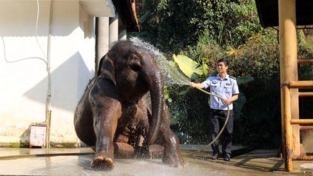 Mr Chang bathes an adult elephant