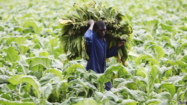 Africa in pictures: 27 February - 5 March 2015 - BBC News