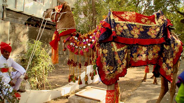 Ornately decorated camel