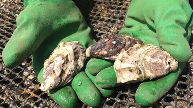 Porlock oysters get top hygiene rating by FSA inspectors - BBC News