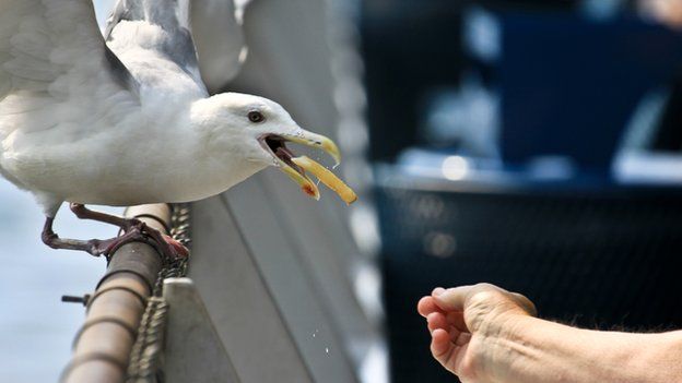 Seagull eating a chip