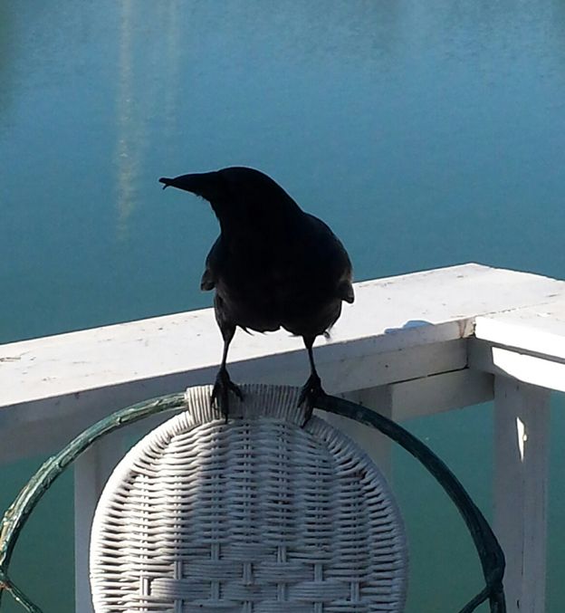 Crow perched on a chair on a deck above the water
