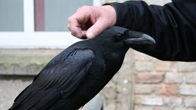 Close up of perched crow and person stroking its back