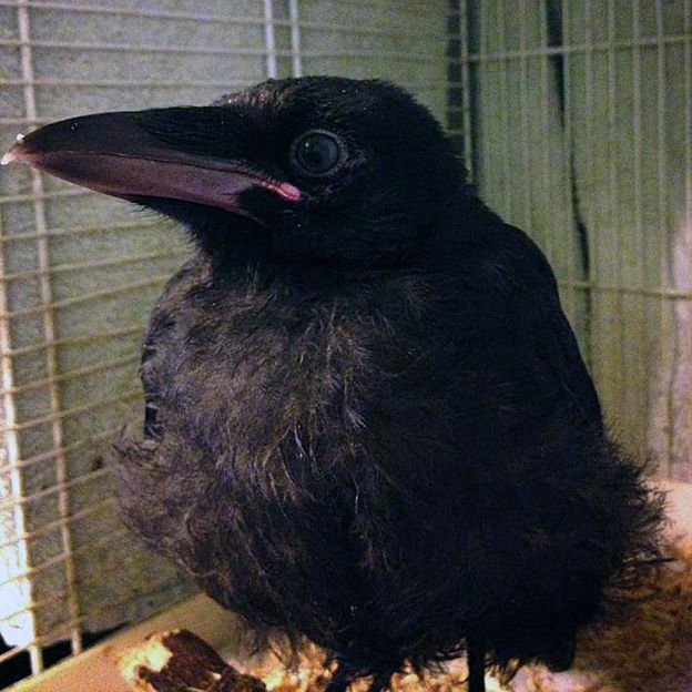 Crow named Mr Elliott as a young bird