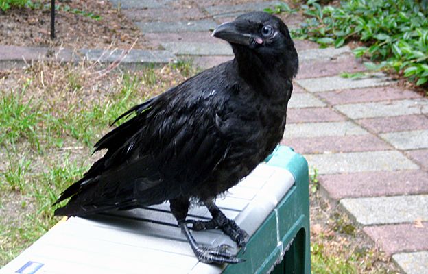 Crow perched outside