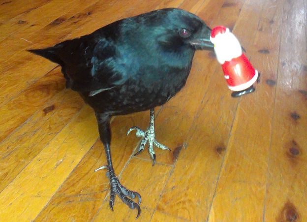 Blurry image of a crow with a little Santa figurine in its beak.