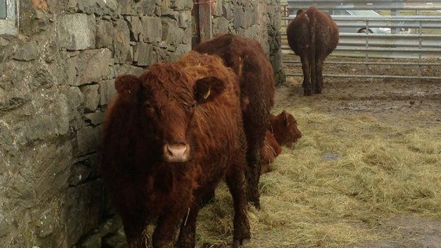 Conwy farmer introduces rare pedigree Luing cattle - BBC News