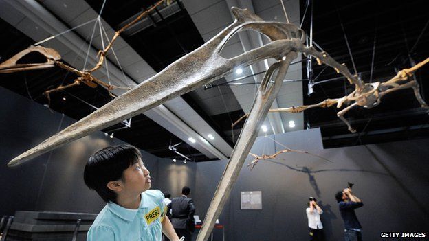 A replica Quetzalcoatlus skeleton of Quetzalcoatlus at the National Museum of Emerging Science and Innovation in Tokyo in June 2008