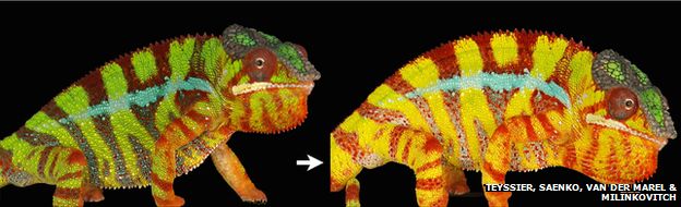 chameleon changing colour