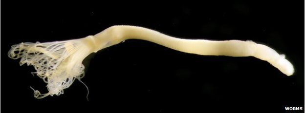 Horseshoe worm