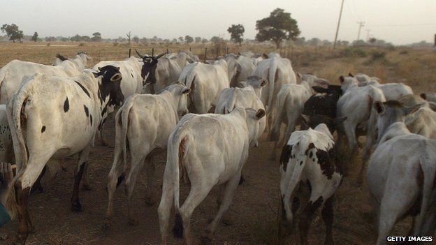 Cattle near Kano, Nigeria. Feb 2006