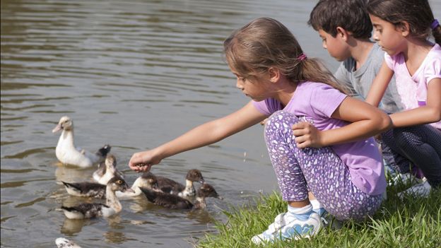 Kids feeding ducks at the waterside