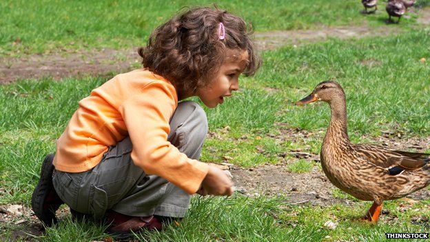 girl feeds duck