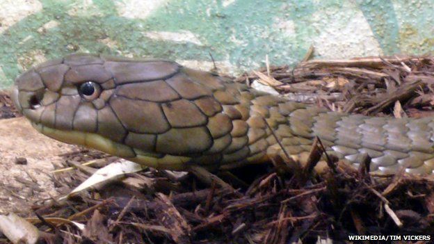 Thailand: Snake farm faces controversy over mouse food - BBC News