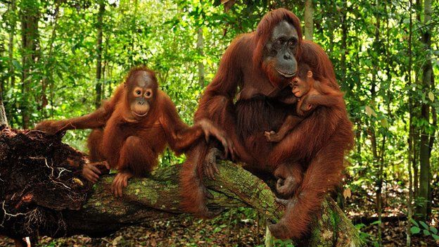 Orangutans (c) SPL