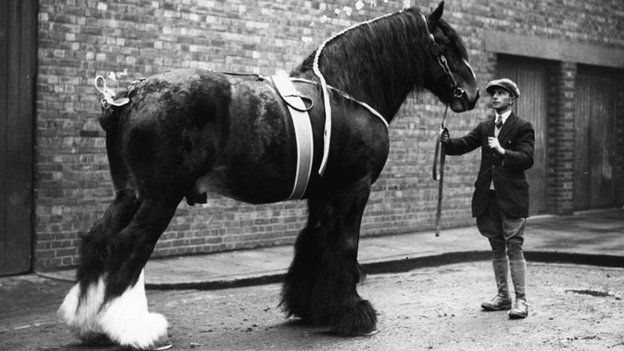 Shire horse, 1926