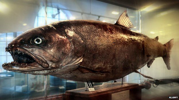 Danube salmon in a museum in Germany