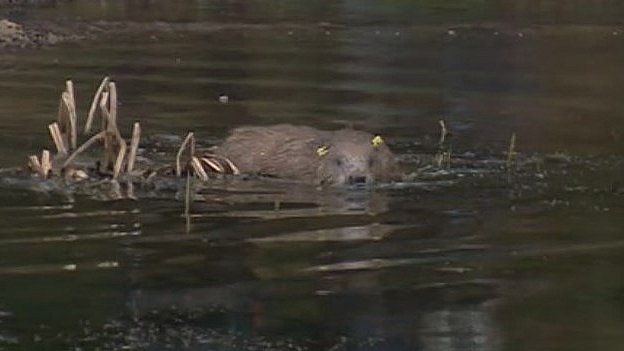 Released beaver